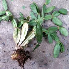 What do pineberries taste like? Can An Overwatered Christmas Cactus Plant Be Saved Dummer Garden Manage Gfingerã¯æœ€ã‚‚ãƒ—ãƒ­ãƒ•ã‚§ãƒƒã‚·ãƒ§ãƒŠãƒ«ãªã‚¬ãƒ¼ãƒ‡ãƒ‹ãƒ³ã‚°appã§ã™