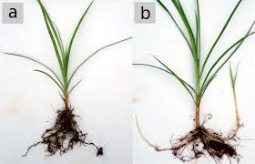 Rhizomes radiate from the main plant, ending in bulbs or tubers, which may produce new plants. Yellow Nutsedge Cyperus Esculentus In Greater Depth Eorganic