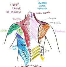 Did you know that your foot contains 26 bones, 33 joints, more than 100 tendons, muscles the hands are also comprised of different zones on both the back and the palms. Best Back Muscles Training Exercises