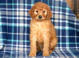Select from premium poodle puppies of the highest quality. Poodle Standard Puppies For Sale Puppy Adoption Keystone Puppies