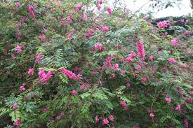 Image result for Indigofera transvaalensis
