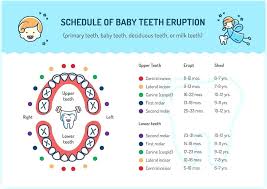 Baby Teeth Chart By Age Ada Tooth Eruption Chart Baby Book