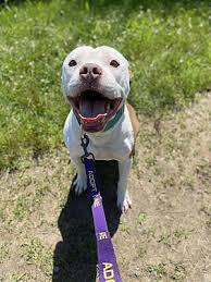Northwest ct > community events for sale gigs housing jobs resumes services > all activity partners artists childcare general groups local news and views lost & found missed connections musicians pets politics rants & raves rideshare volunteers pets > Cpr Dogs Cprdogs Twitter