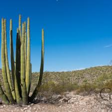 Check spelling or type a new query. Allein In Der Wuste Das Organ Pipe Cactus National Monument Thomas Guthmann Reisen Fotografie