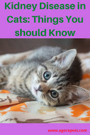 Kidney Disease In Cats Things You Should Know In 2020 Kidney Disease Cats Cat Kidney