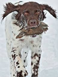 Pin On German Longhaired Pointer