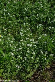 Image result for Nasturtium microphyllum