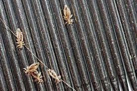 Image result for lice vs nits