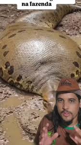 Sucuri gigante de 25 metros foi vista engolindo um boi inteiro, mas será  que esse vídeo é real? Na verdade não, esse vídeo é fake, não existe  serpente com esse tamanho, na verdade nunca existiu uma ...
