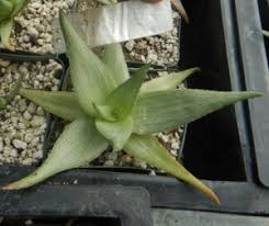 Image result for Cissus glaucophylla