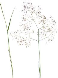 Image result for Tricholaena