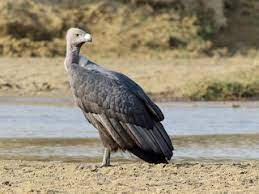 Its population dwindled during the 1990s. White Rumped Vulture Gyps Bengalensis Birds Of The World