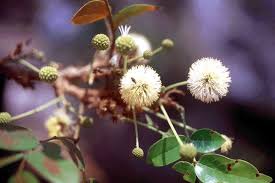 Image result for Embelia xylocarpa