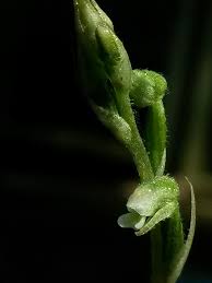 Image result for Zeuxine stammleri