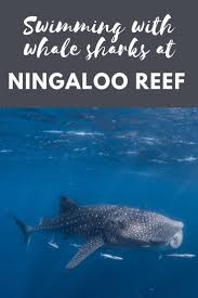 Swimming With Whale Sharks At Ningaloo Reef Swimming With Whale Sharks Whale Shark Australian Travel