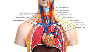 Practical anatomy by dnia nizar. Upper Torso Arteries Anatomy Models Labeled Human Anatomy Model Human Anatomy And Physiology