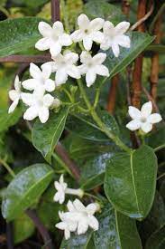 Pin By Georgette Zaatar On Flores 1 Flowering Vines Fragrant Flowers Beautiful Flowers