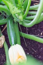 Square foot gardening ideas you. Square Foot Gardening Tips What We Ve Learned After The First Season Nick Alicia