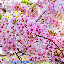 Tak heran, bunga ini terlihat diseluruh penjuru negeri sakura tersebut. Bibit Bunga Sakura Jepang Asli Jenis Frunus Cerasoides Di Lapak Irwan Flora Garden Bukalapak