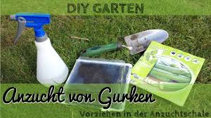Top qualität gurkensamen mit 50% rabatt kaufen? Gurken Selber Ziehen Anzucht Von Gemusepflanzen Youtube