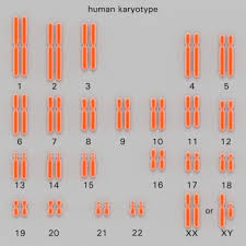 What Are Homologous Chromosomes And What Do They Do Chromosome Biology Common Core Math Fractions