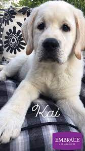 Chocolate lab puppies cleveland ohio. Kai Through Lupo Celebrate National Dog Day With Photos Of 30 Adorable Pups In Cutest Puppy Contest Cleveland Com