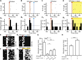 Carte pokemon electhor 26/40 mc donald's 2019 soleil et lune sl fr neuf. Temporal Sharpening Of Sensory Responses By Layer V In The Mouse Primary Somatosensory Cortex Sciencedirect