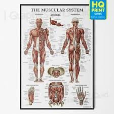 Designed and published in uk by. Muscle Poster Products For Sale Ebay
