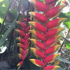 We did not find results for: Heliconia Rostrata Inflorescence False Bird Of Paradise Inflorescence In Gardentags Plant Encyclopedia