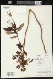 Image result for Impatiens runssorensis