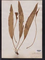 Image result for Elaphoglossum conforme