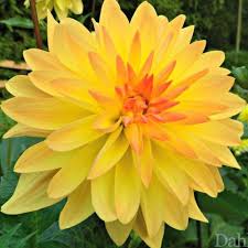 Vintage Pitcher/vase Merkelbach Goebel Salt Glazed From the 1980's