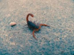 Throwing away contaminated food and thoroughly cleaning cupboards and surfaces where the food was red flour beetles are common in homes and the confused flour beetle is found in flour mills. 8 Common Bugs And Pests University Termite Pest Control Inc