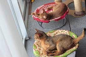 猫のための素敵な自作ハンモック5選 猫 ハンモック 手作り 猫 ベッド 手作り 猫のハンモック