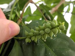 Image result for Gnetaceae