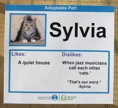 Man Hangs Signs To Get Shelter Cats Adopted But Each Ad Features Bizarre Descriptions Funny Cute Cats Cat Adoption Funny Profile