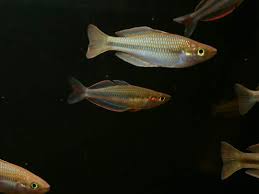 Image result for Macrotyloma daltonii