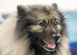 Keeshond Dog Breed Information And Pictures