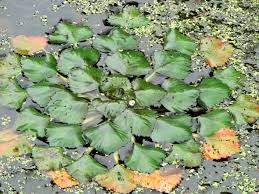 Image result for Trapa natans