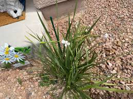 Image result for Dietes grandiflora