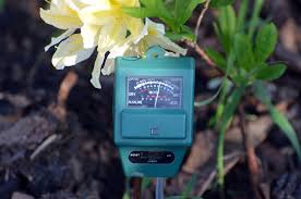 Because christmas cactus plants are so easy to care for, it is not uncommon for a christmas cactus to eventually grow to a monstrous size. 8 Ways To Make Your Soil More Acidic 5 Things Not To Do