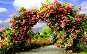 We did not find results for: Secret Garden Flowers Rose Arch Bench Nature Desktop Flower Garden Wallpaper Hd 2560x1600 Download Hd Wallpaper Wallpapertip