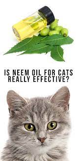 Is Neem Oil For Cats Really Effective We Have The Definitive Answer Cat Pictures For Kids Cat Care Neem Oil