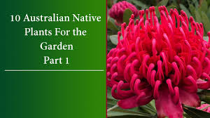 Check spelling or type a new query. 10 Colourful Australian Native Plants Youtube
