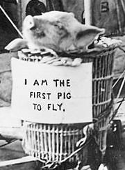 The camel kept her hump and the pig kept his curly tail. When Pigs Fly Wikipedia