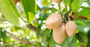 The best sources for one type of tree might not be the best for another. 10 Fruit Bearing Trees For Your Home Garden Fruit Bearing Trees Trees