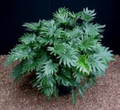 Maybe you would like to learn more about one of these? Philodendron Cut Leaf Philodendron Tree Philodendron Selloum Philodendron