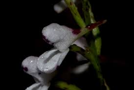 Image result for Disa saxicola