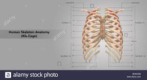 Your rib cage, for example, acts like a shield around your chest to protect important organs inside such as your lungs and heart. Human Rib Cartilage Stockfotos Und Bilder Kaufen Alamy