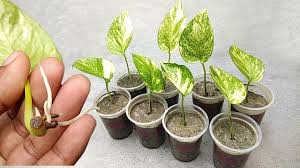 We did not find results for: Money Plant Update Grow Money Plant From Single Leaf Grow Plants At Home Youtube